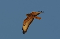Steppebuizerd 2
